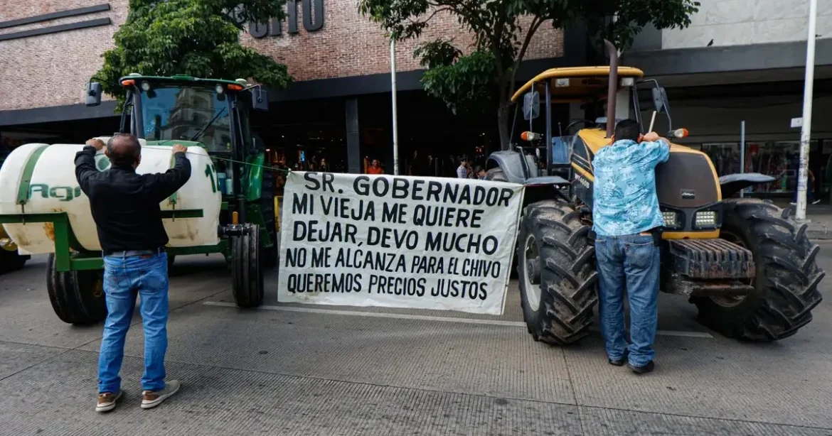 Crisis del maíz golpea a productores y economía rural en Sinaloa
