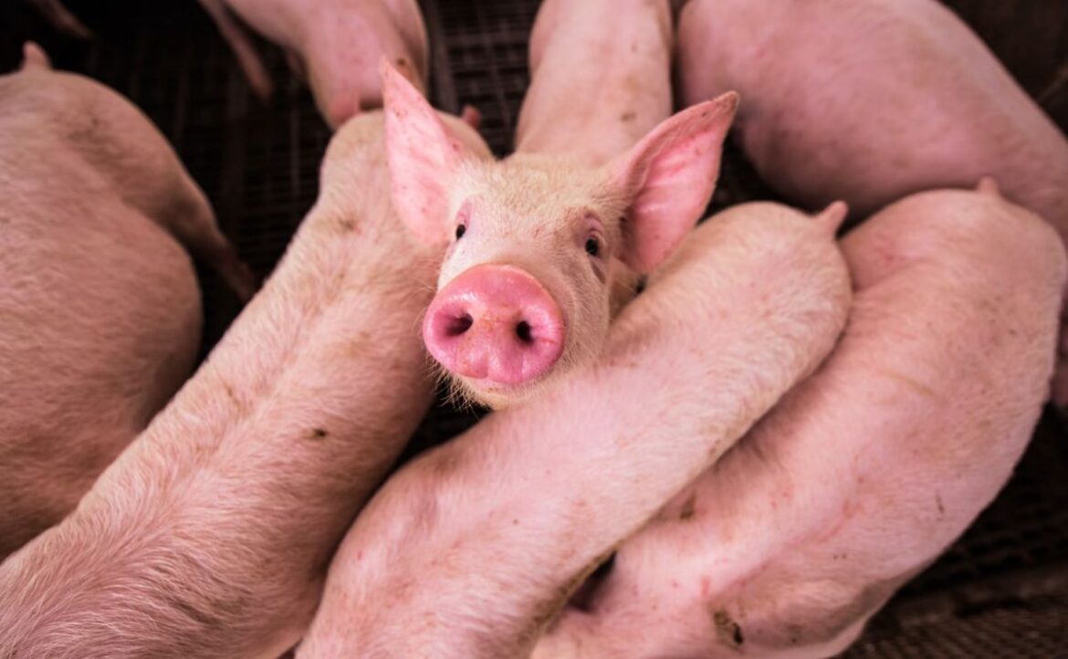 Nace en Argentina el primer cerdo clonado para trasplantes humanos