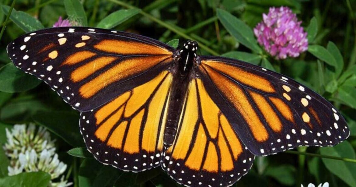 UAdeC organiza jornadas de monitoreo de mariposa monarca en Arteaga