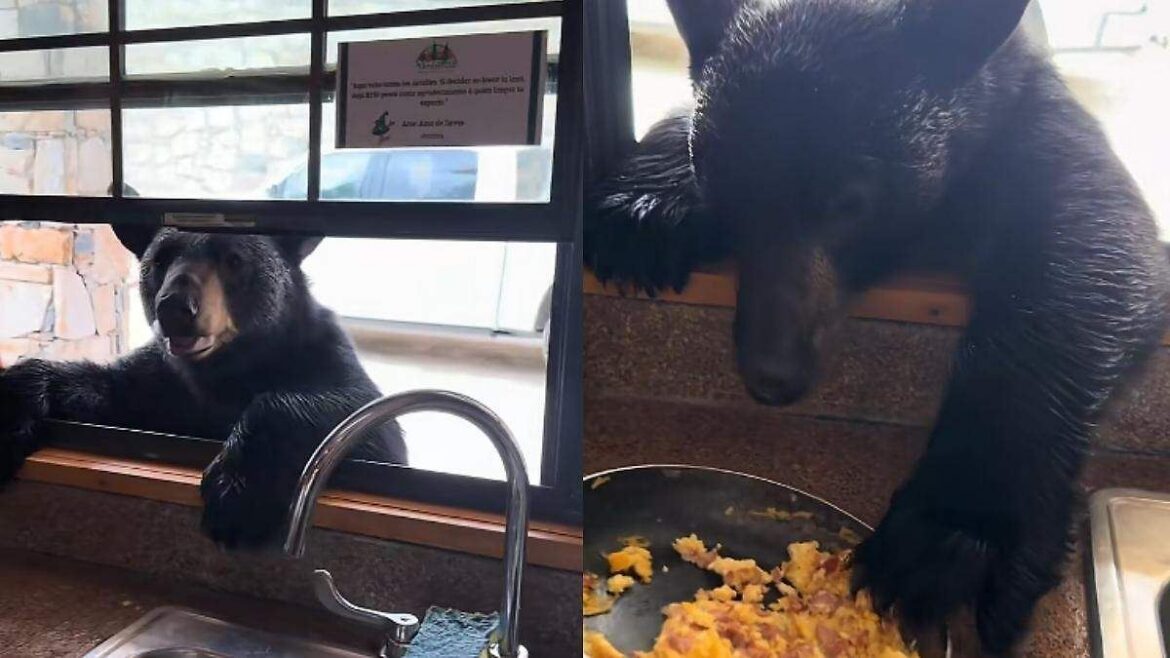 Oso negro se aproxima a cabaña y alerta a visitantes en Coahuila